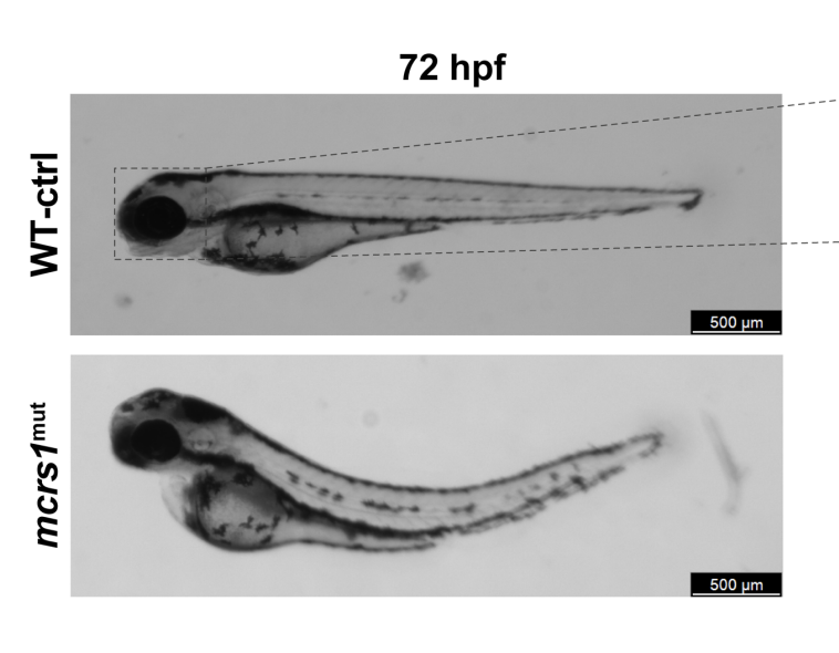 Yildiz et al 2025