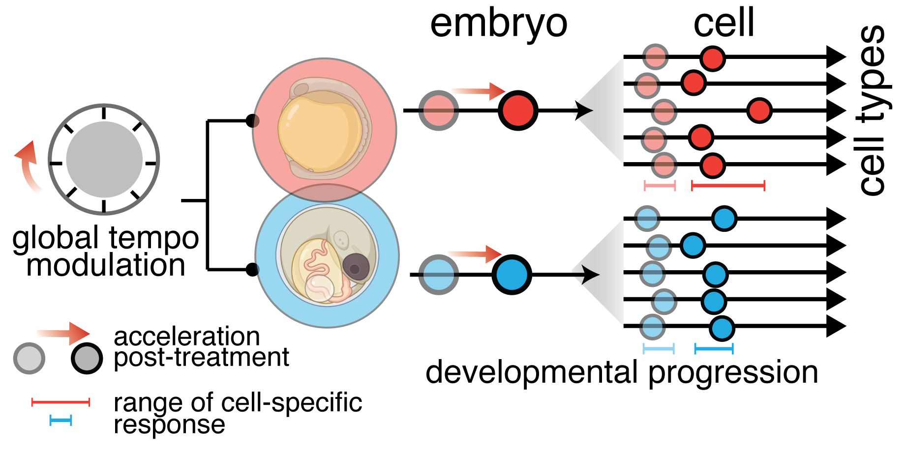 cell-timing
