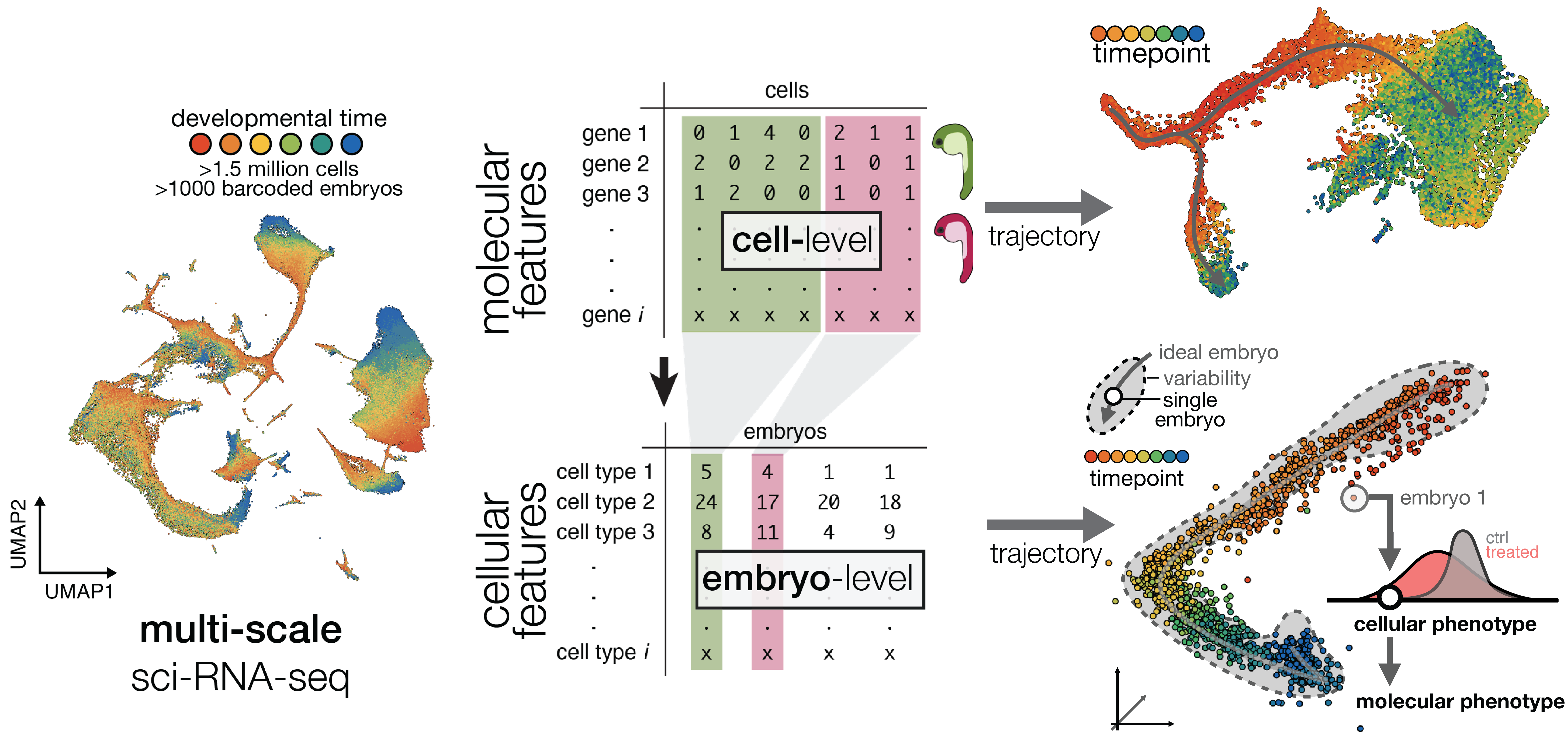 Multi-scale trajectory inference