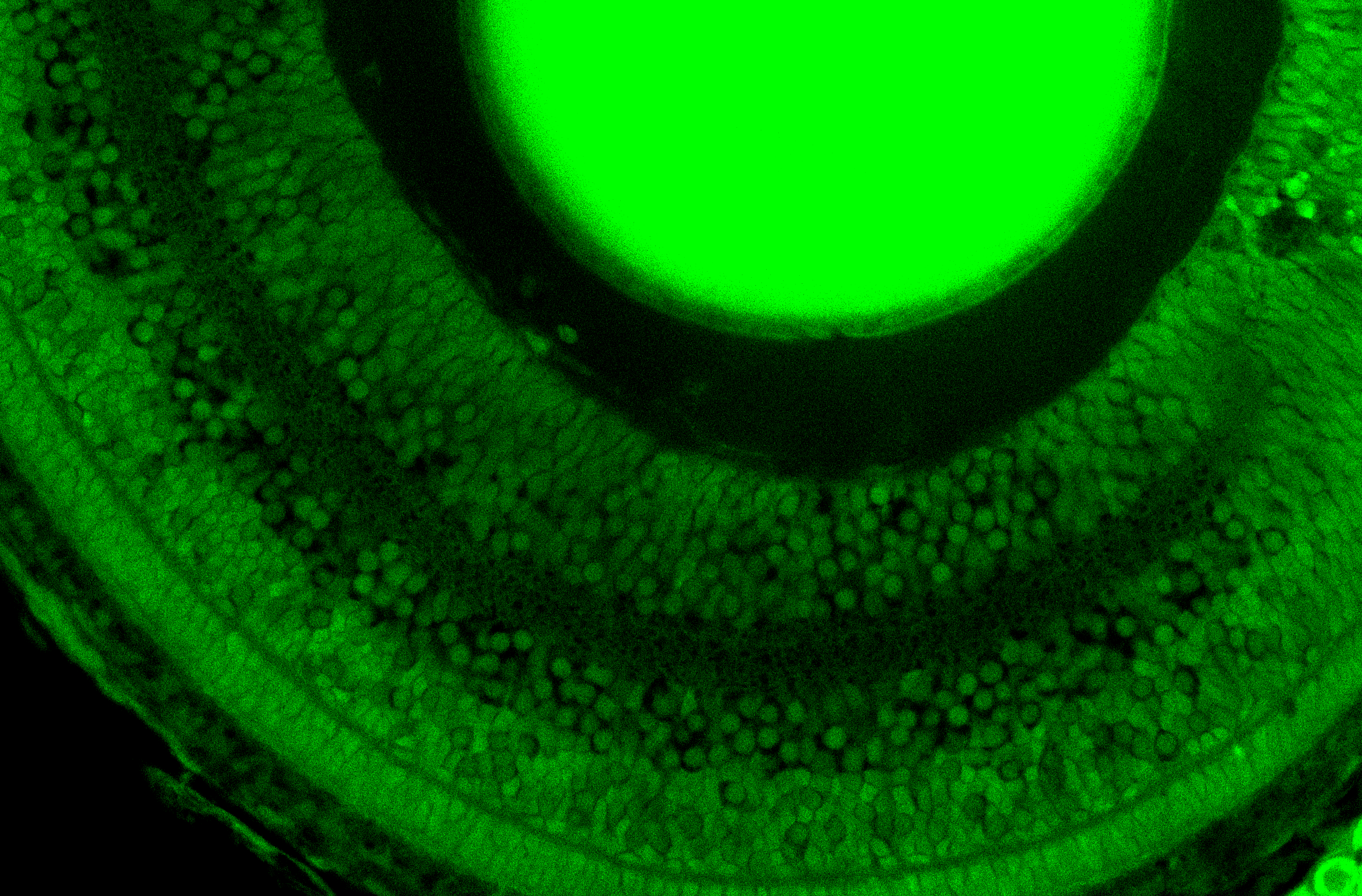 retina protein